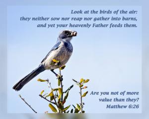 Daily Scripture Art Matthew 6 26